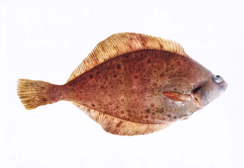 Limande © Peter van der Sluijs, CC BY-SA 3.0 Wikimedia Limande © Peter van der Sluijs, CC BY-SA 3.0 Wikimedia