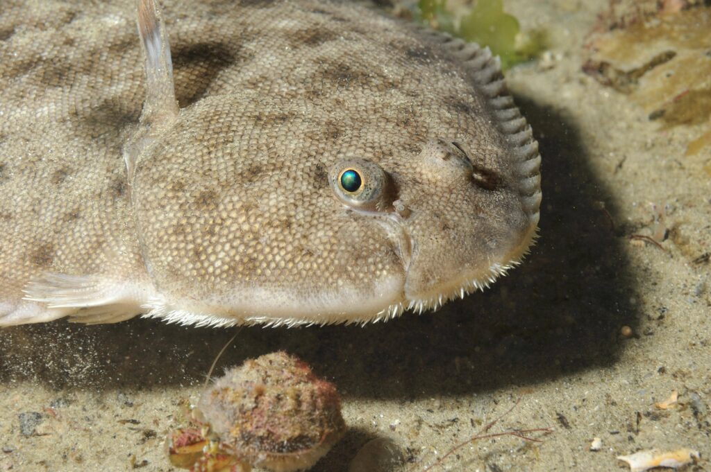 Sole © Ifremer Sole © Ifremer