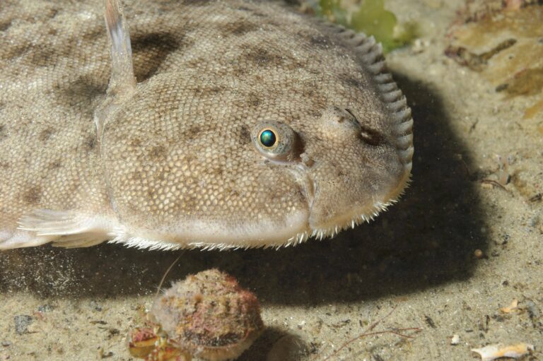 La Plie ou la limande, des alternatives à la sole ?