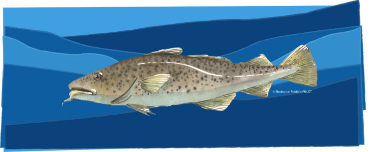 Alternatives au cabillaud