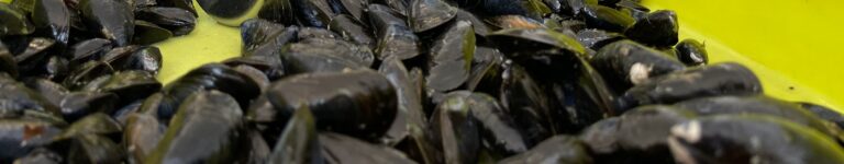 Ça m’intéresse : Les moules, un véritable atout scientifique