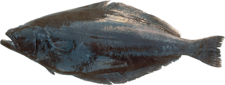 Flétan du Groenland